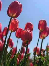 Close-up of red tulips