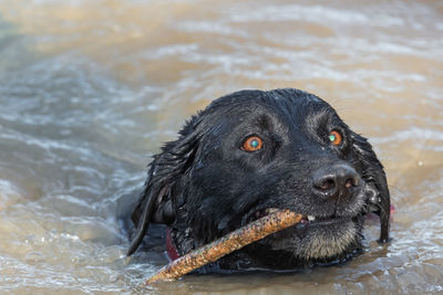 Close up of a black labrador swimming in the water with a stick in it's mouth