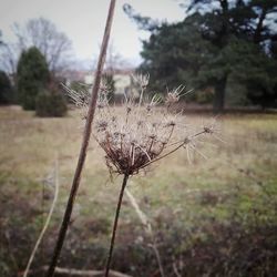 Close-up of flower growing on field against sky