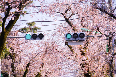 Low angle view of cherry blossom on tree