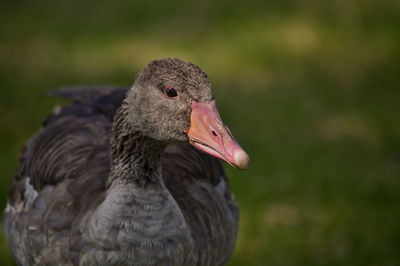 Close-up of duck