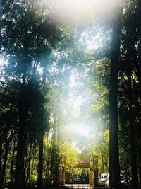 Trees in forest against sky