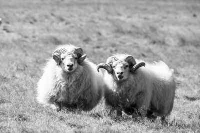 Portrait of sheep on grassy field