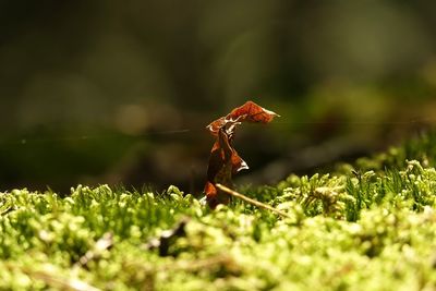 Close-up of autumn leaf on moss in autumn