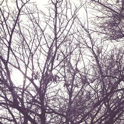 Low angle view of bare tree against sky