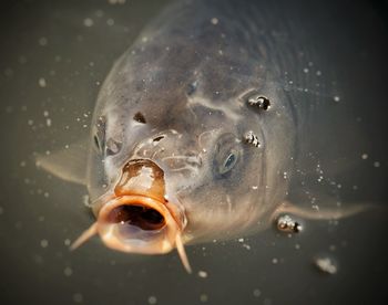 Close-up of fish swimming in sea