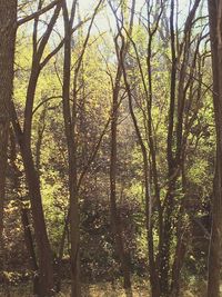 Trees growing in sunlight