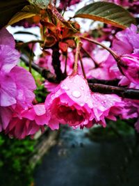 Close-up of wet pink flowers blooming outdoors