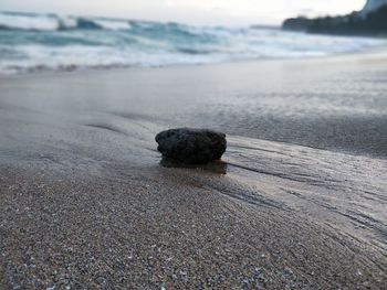 Close-up of crab on beach