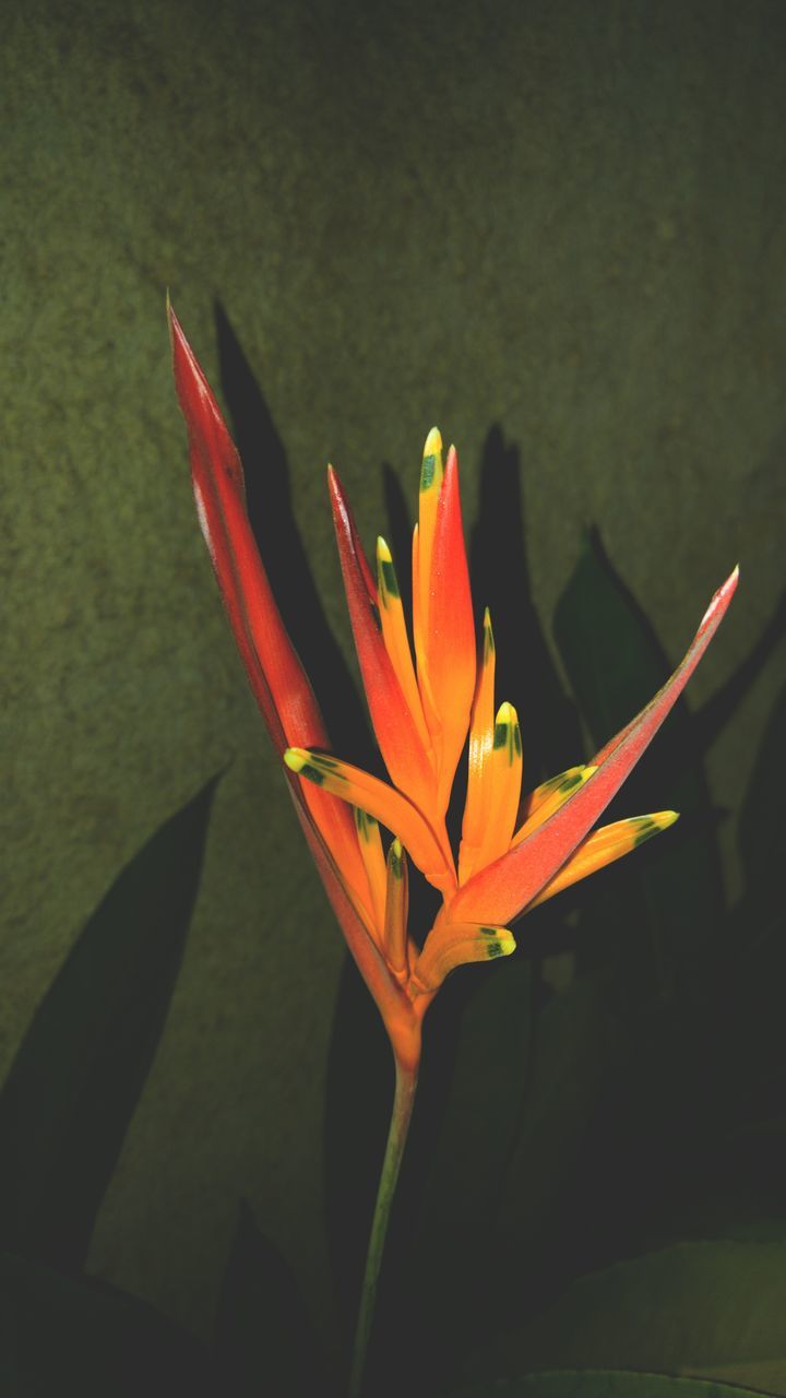 flower, nature, plant, beauty in nature, bird of paradise - plant, fragility, growth, close-up, no people, flower head, freshness, day, outdoors