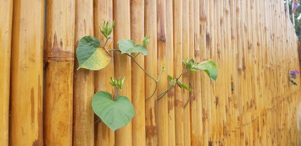 Close-up of green leaves hanging on wooden fence