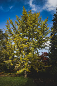 Low angle view of tree in forest against sky