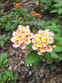 Close-up of flowering plants on field