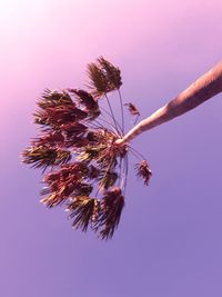 Low angle view of palm tree against clear sky during sunset