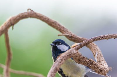 Close-up of bird perching on branch