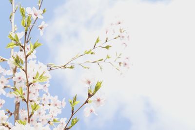 Low angle view of cherry blossoms against sky