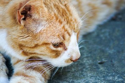 Close-up of a cat looking away