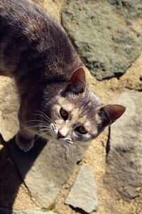 High angle view of cat outdoors