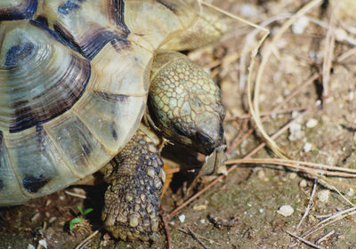 Close-up of turtle