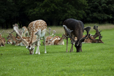 Horses grazing in a field