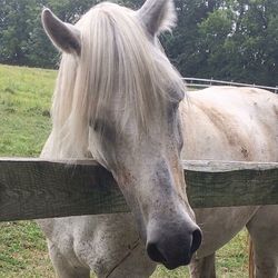 Close-up of horse in ranch