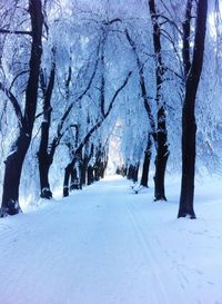 Road passing through forest