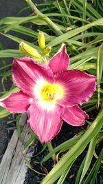 Close-up of day lily blooming outdoors