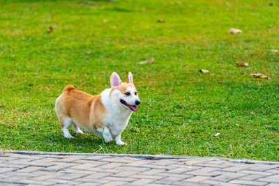 Dog looking away on field