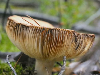 Close-up of mushroom growing on field