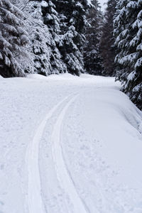 Loipe, skiing trail in winter forest in harz