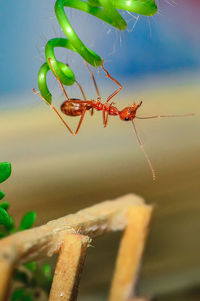 Close-up of insect on leaf
