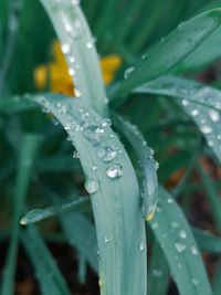 Close-up of wet plant during rainy season