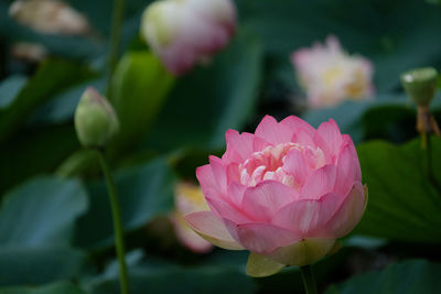 Close-up of pink rose blooming outdoors