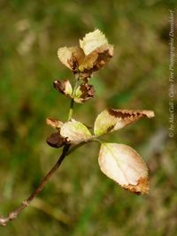 Close-up of wilted flower plant