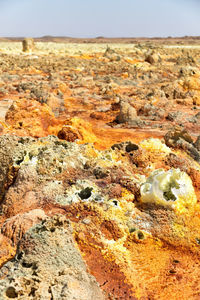 Close-up of lichen on rock