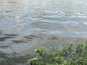 Close-up of plants growing in lake