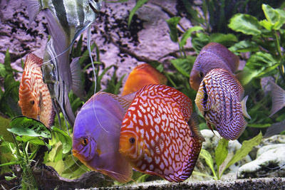 Close-up of fish swimming in sea