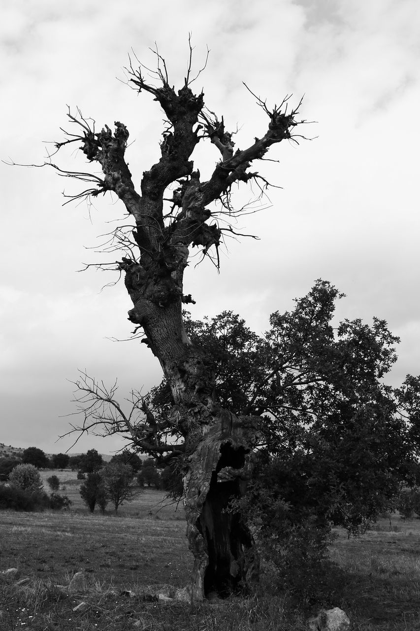 TREE AGAINST SKY ON FIELD