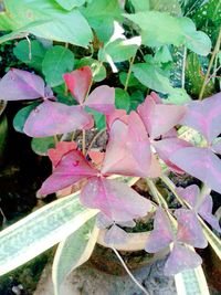 Close-up of pink flowers