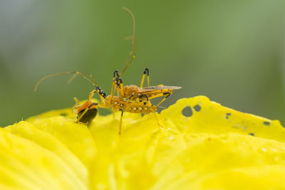 Close-up of insect on yellow flower