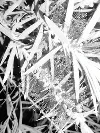 Full frame shot of frozen plants