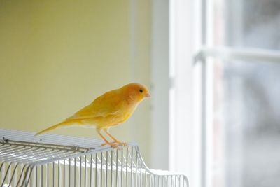 Close-up of bird perching on floor