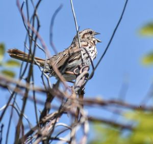 Bird perching on a branch