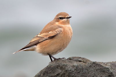 Close-up of bird perching on rock