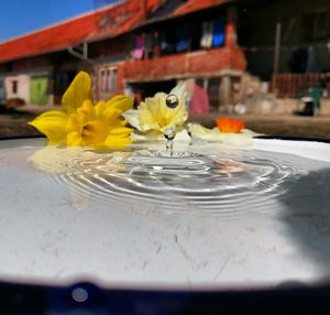 Close up of yellow flower