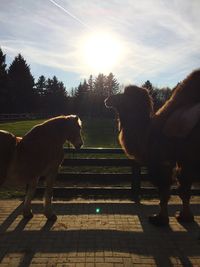 View of dog at sunset