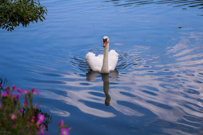 Swan swimming in lake