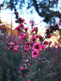 Close-up of pink flowering plant