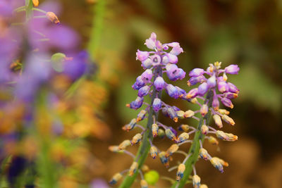 Close-up of purple flowering plant