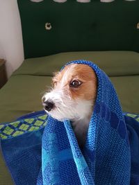 Close-up of dog looking away